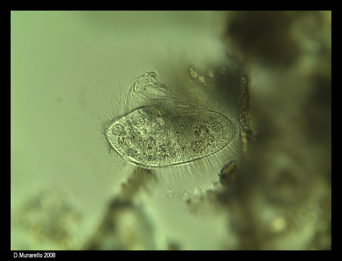 Ciliato...peloso! [ Pleuronema crassum ]